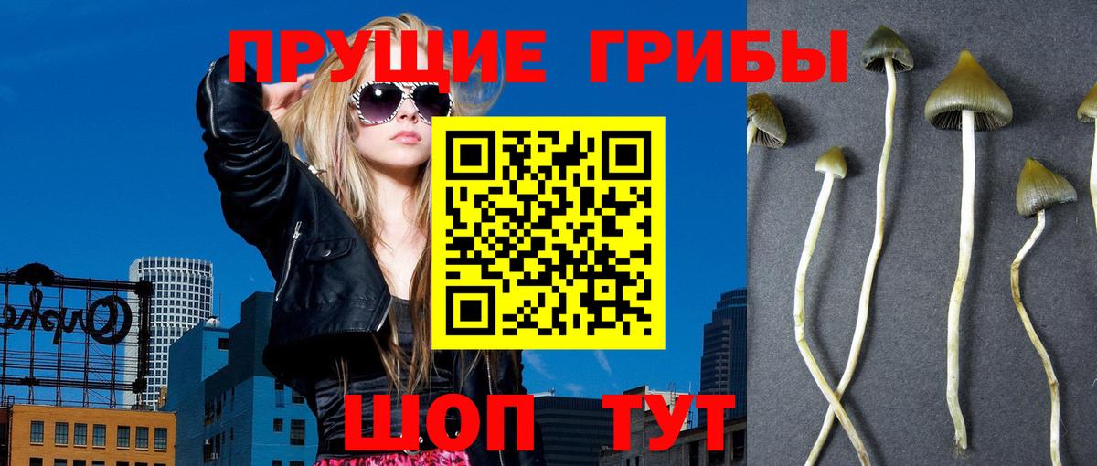 Псилоцибиновые грибы Cubensis Белореченск